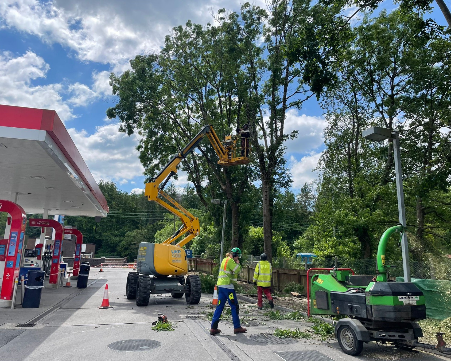 tree surgeon devon