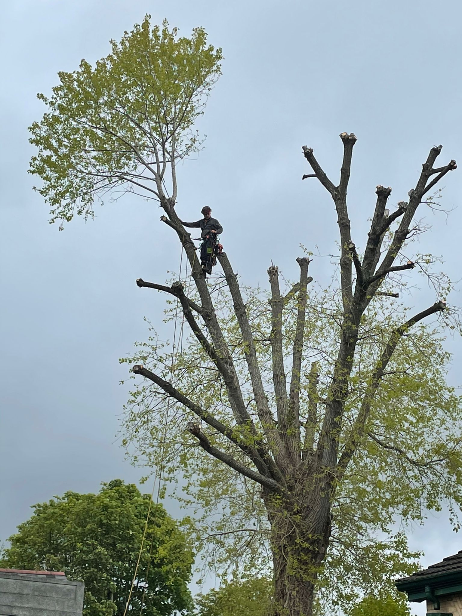 Tree Surgery