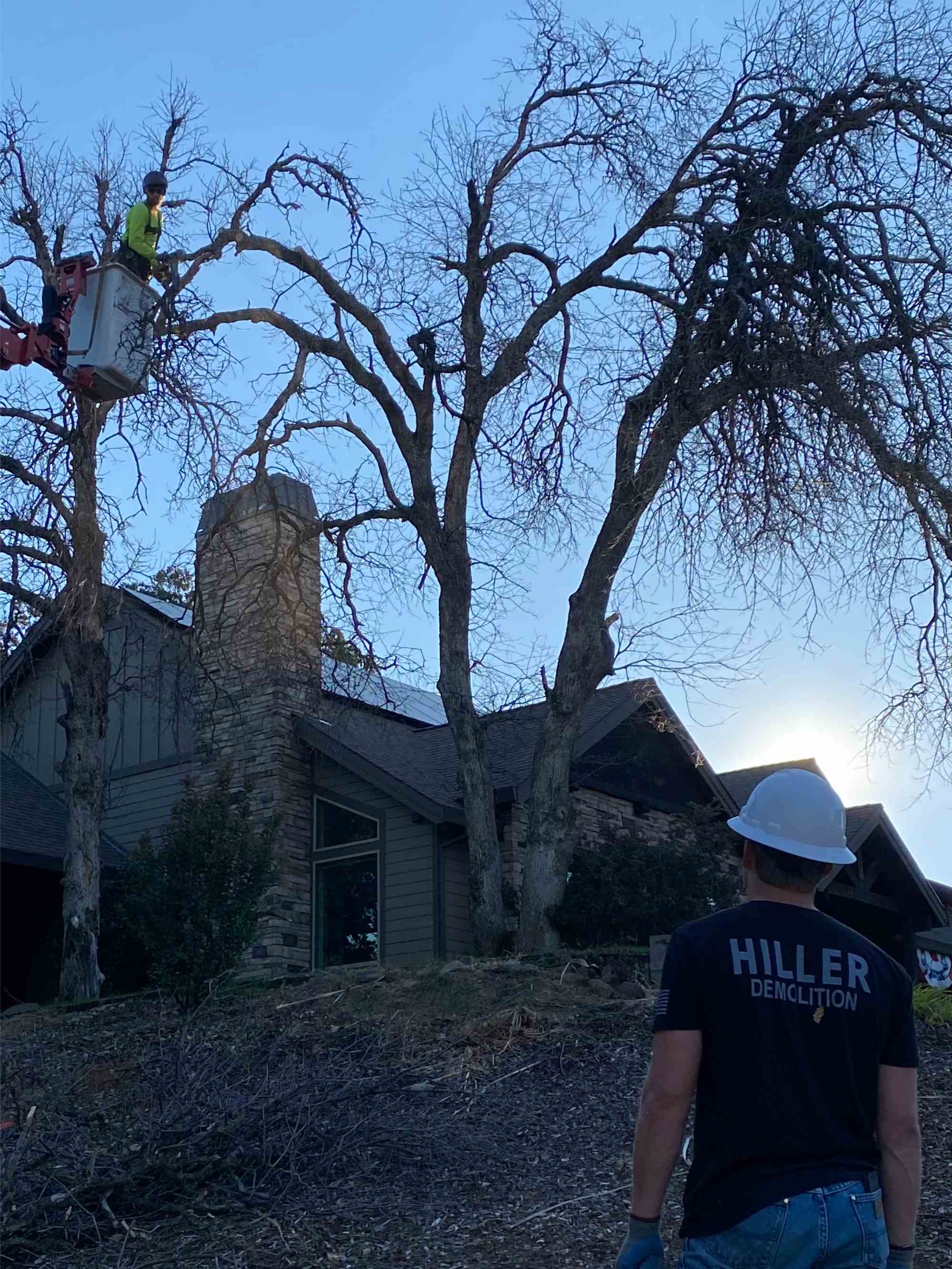 Tree Removal