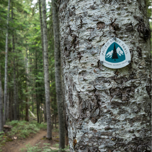 Pacific Crest Trail marker attached to a tree along a forest hiking trail.