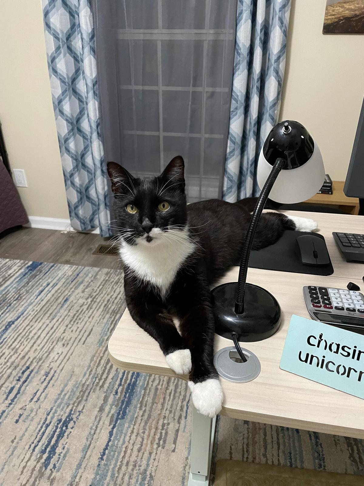 Bart, a three-legged tuxedo cat, sprawled across the desk in the middle of a workday, entirely unbothered.