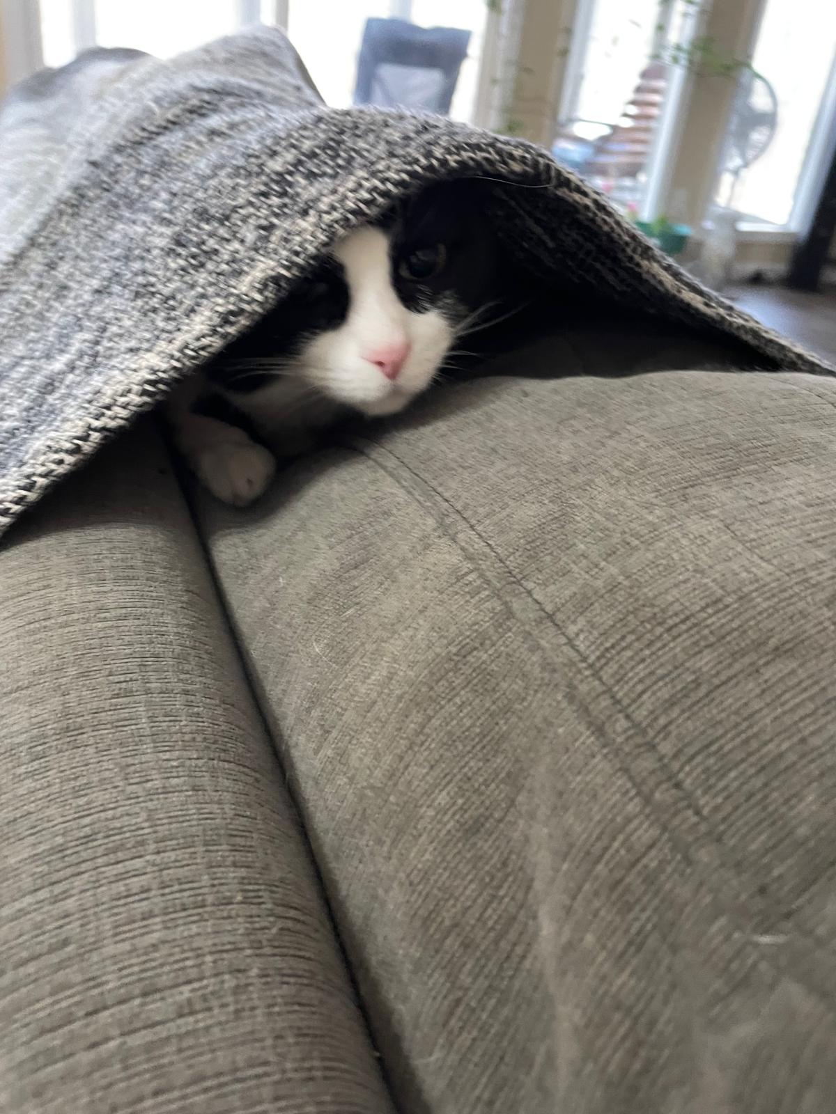 Sissy the tuxedo cat peeking out from under a blanket on the back of the couch.