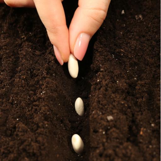 Hand planting seeds in a row of dark, freshly prepared soil.