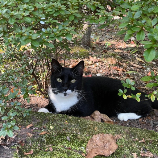 Bart, a three-legged tuxedo cat, resting comfortably outdoors. Bart, a three-legged tuxedo cat, resting comfortably outdoors.