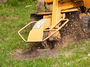 Tree stump removal in Kissimmee