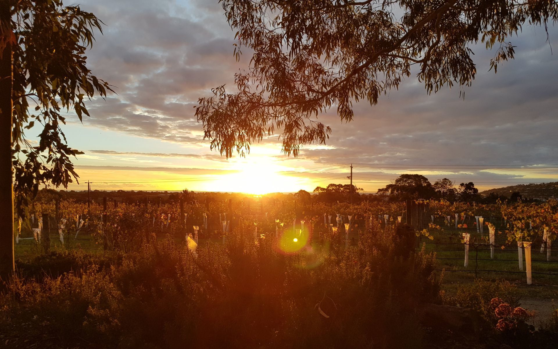 Vineyard rows at sunset looking out over the bay, framed by a gum tree