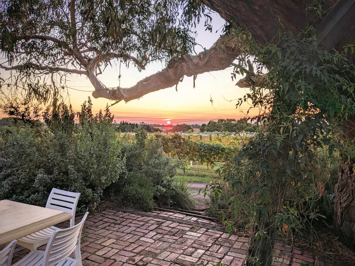 A brick terrace with a table and chairs under a gum tree strung with festoon lights, looking out over the vineyard at sunset