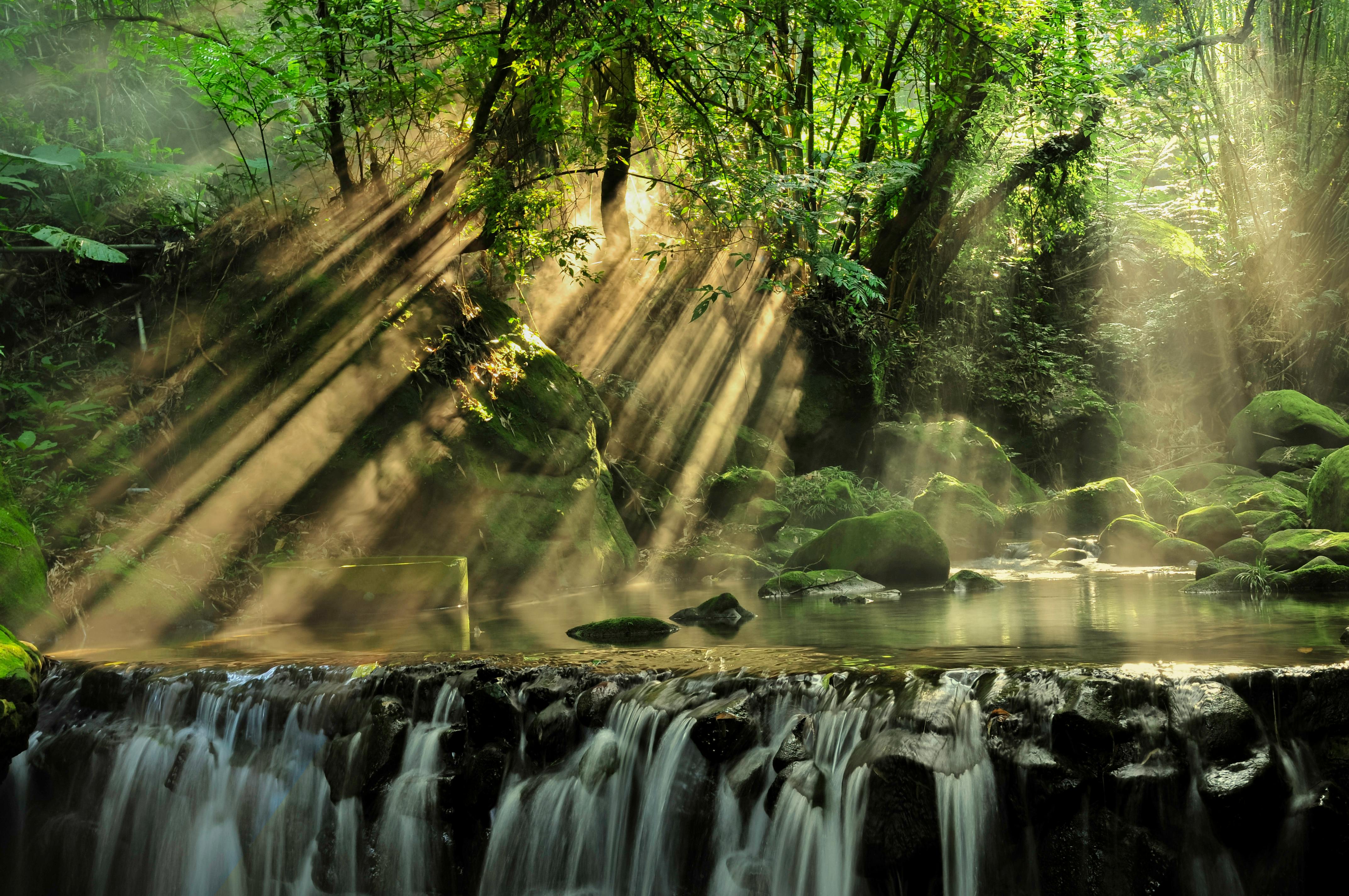 Waterfall Forest