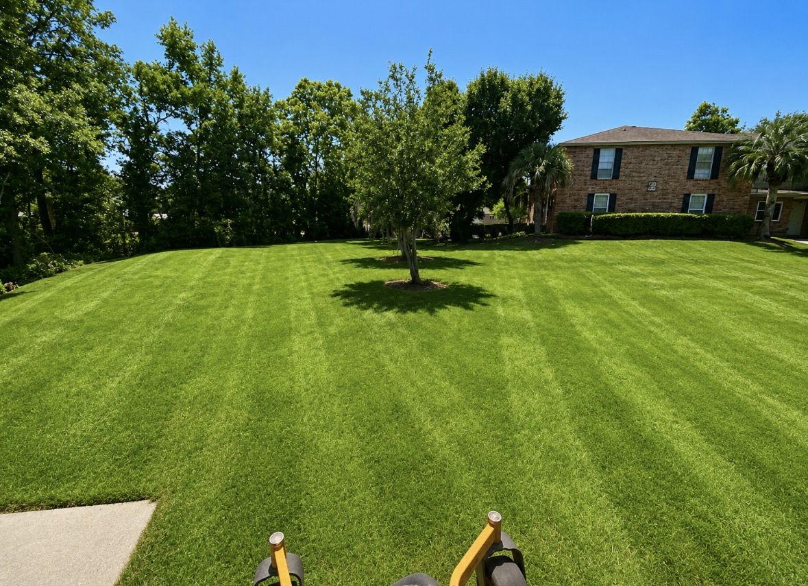 Fresh lawn mowing