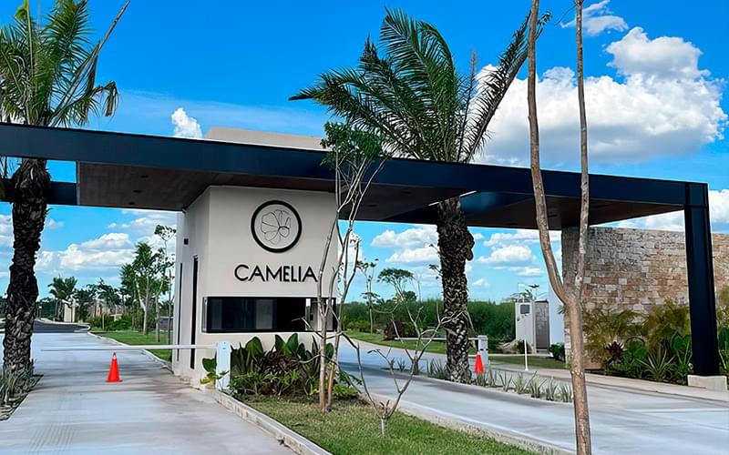 Camelia