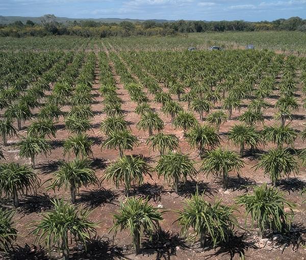 Pitahaya Yucatán