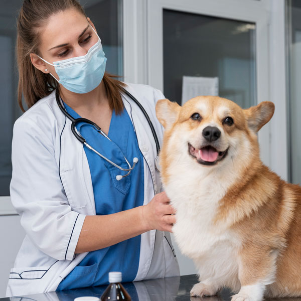 petcare111