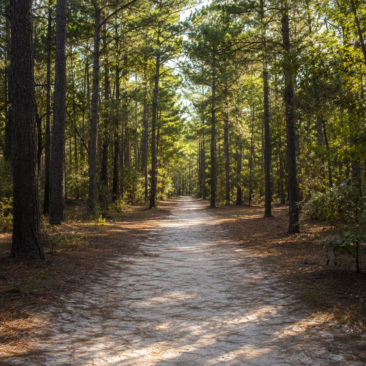 A sun-dappled sandy trail through tall pines in Hitchcock Woods.