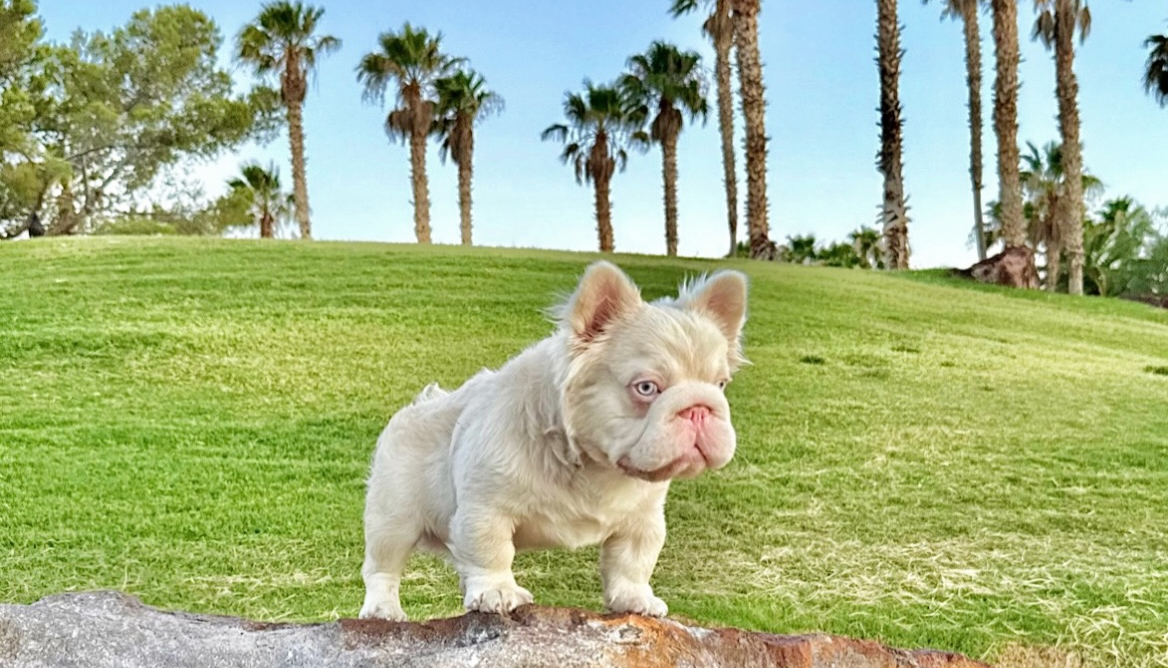 Pink Chenzo — Isabella & Tan French Bulldog stud, Las Vegas