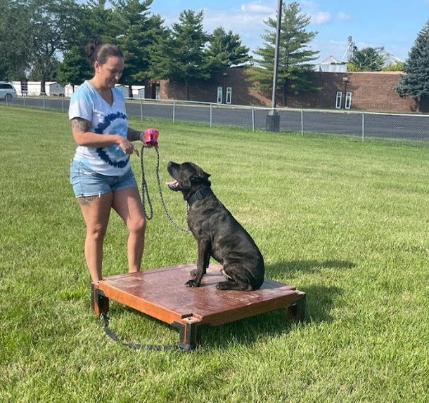 puppy-boarding