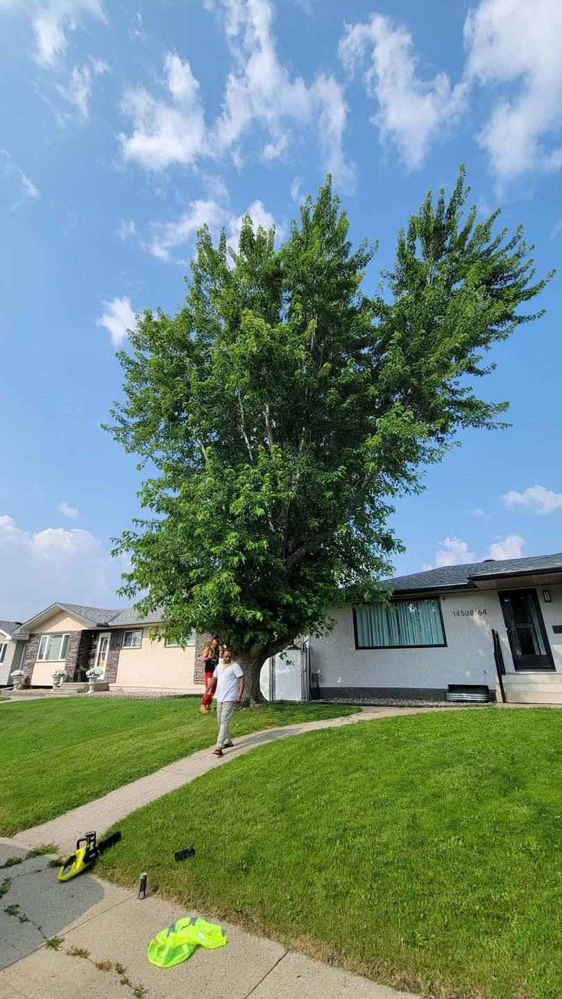 Freshly maintained front lawn and trimmed tree