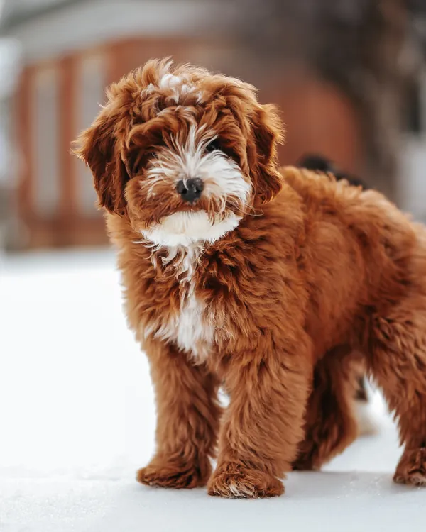 Fawkes as a puppy