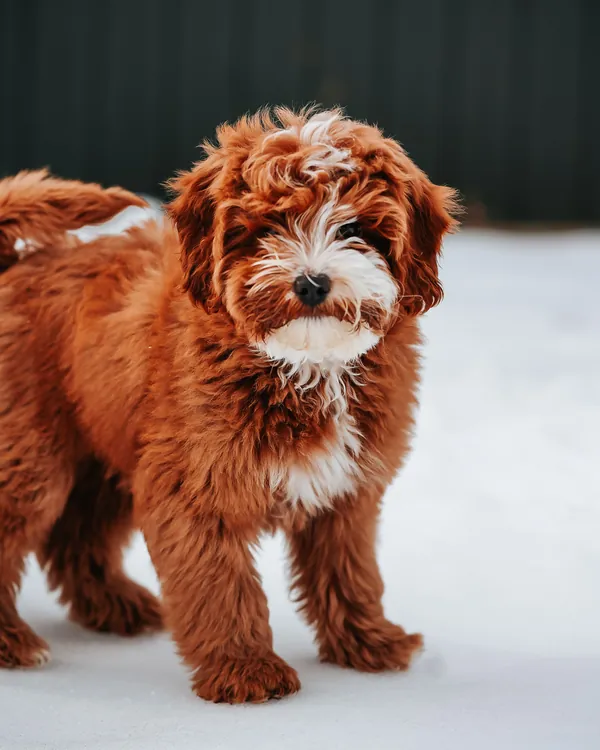Fawkes as a puppy