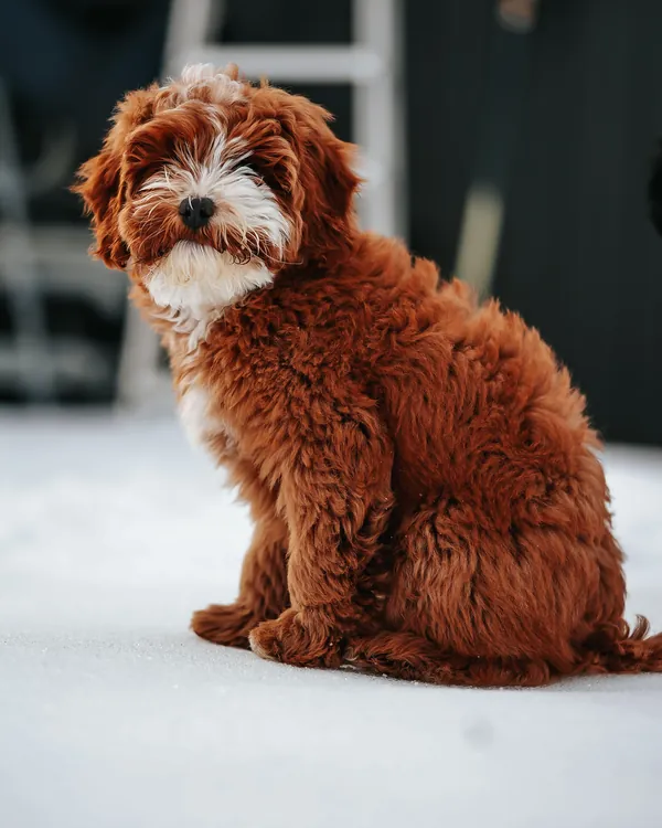 Fawkes as a puppy