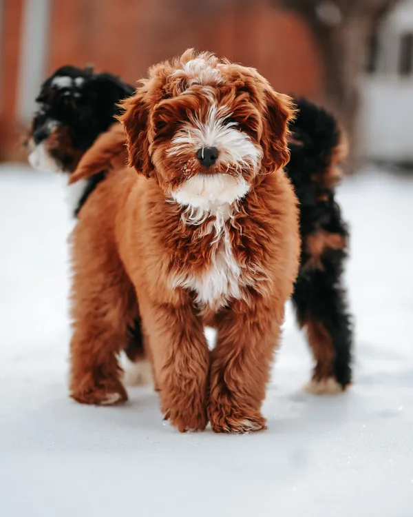 Fawkes as a puppy