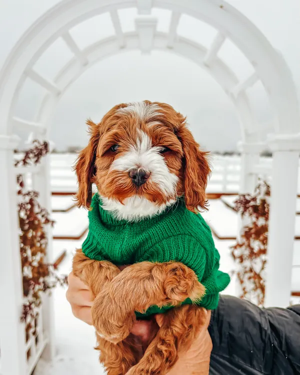 Fawkes as a puppy