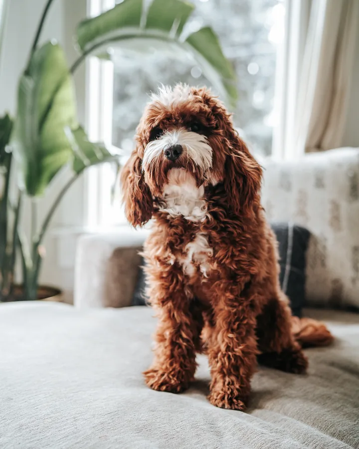 Fawkes, a deep red mini Goldendoodle stud, standing on a couch