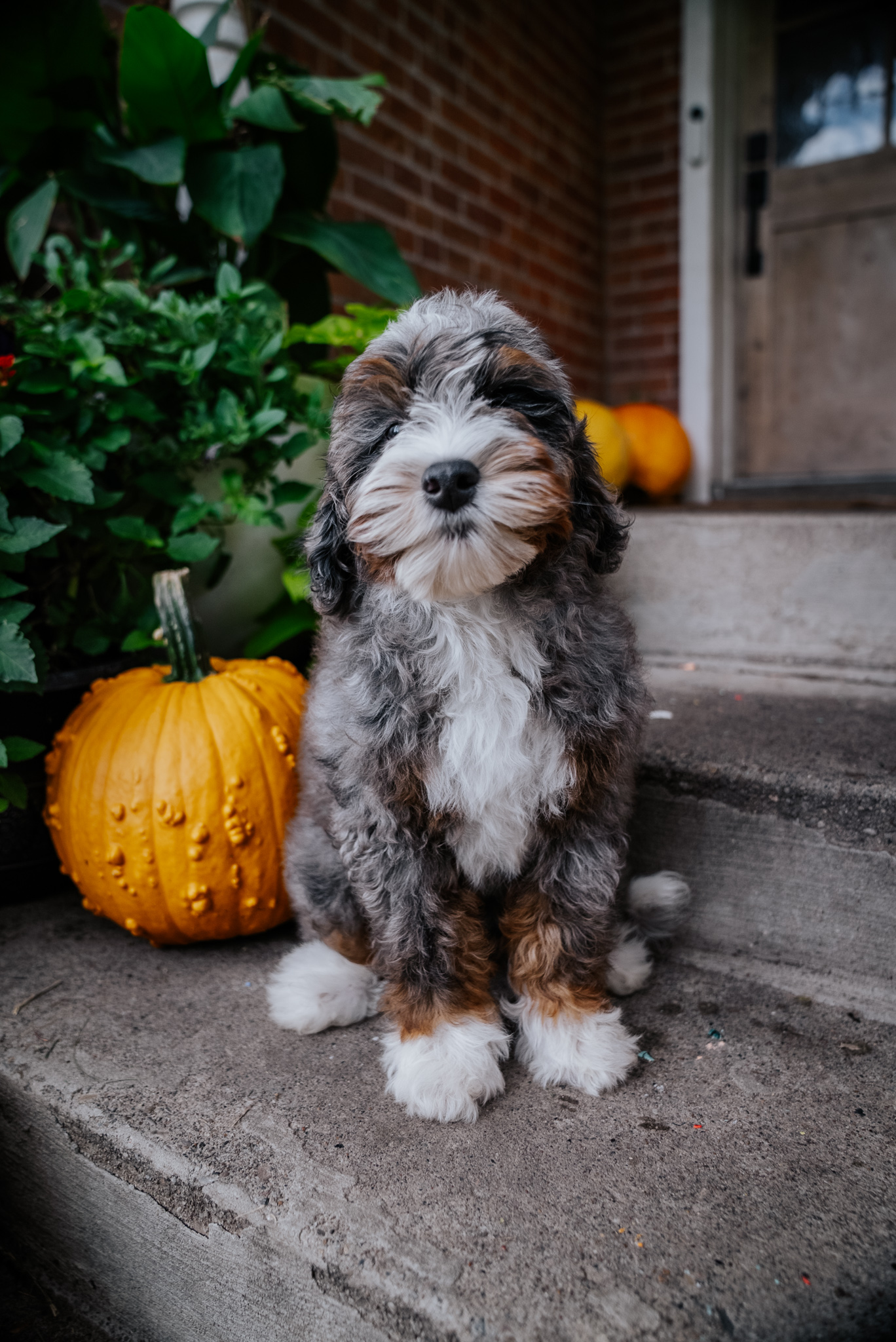 Gobber, blue merle boy