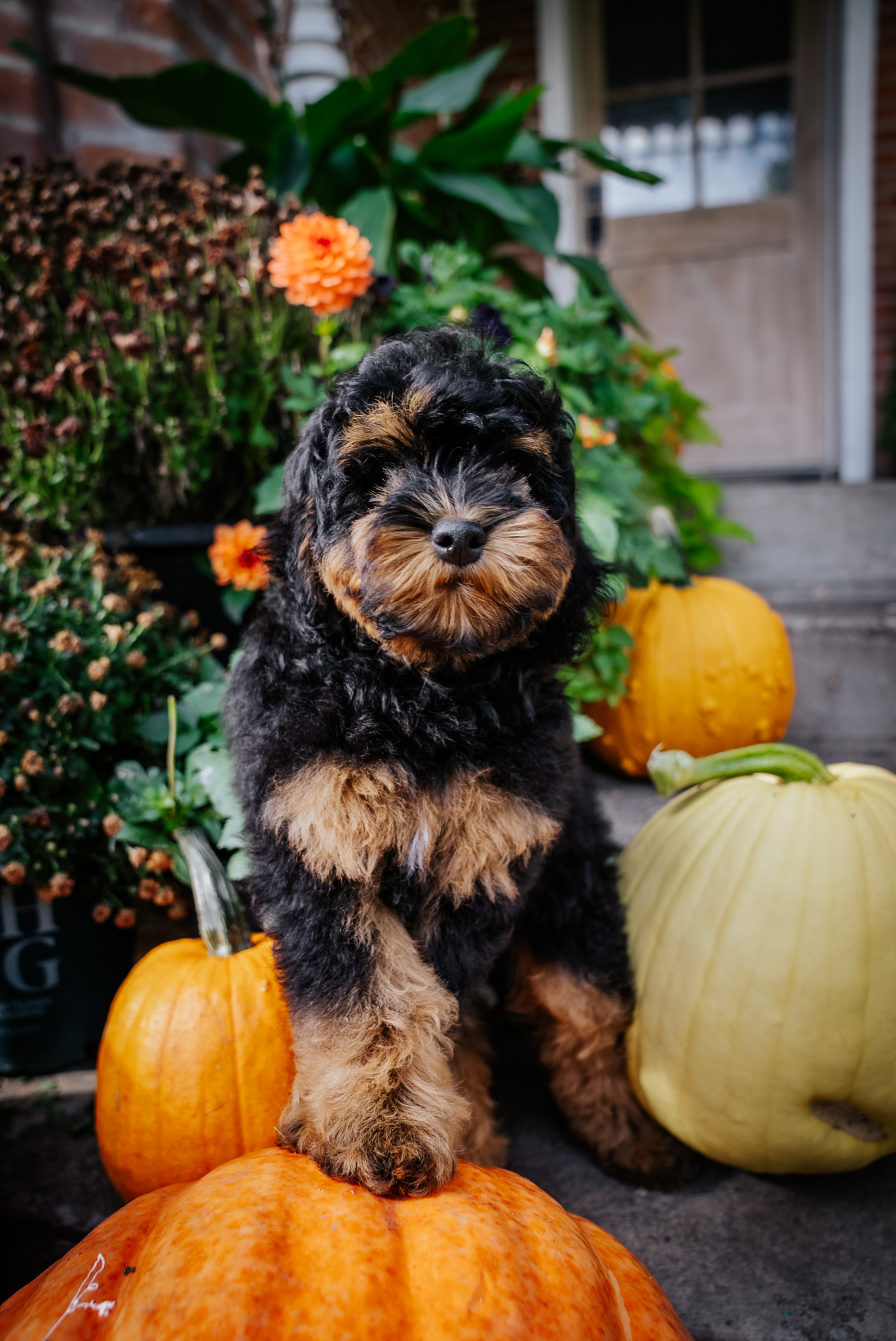 TuffNut, black and tan puppy