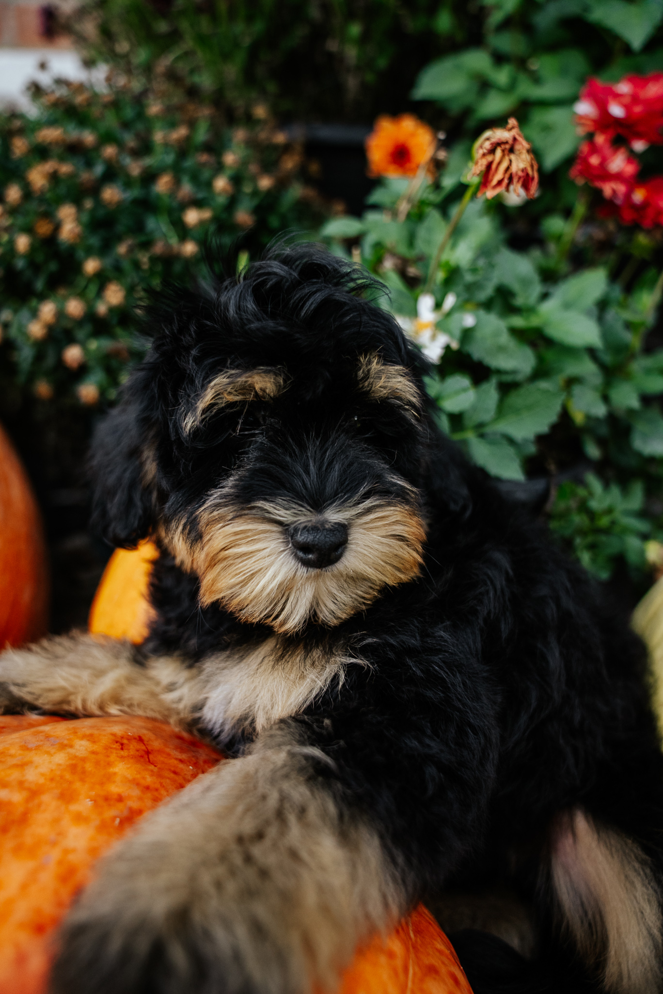 RuffNut photo 3