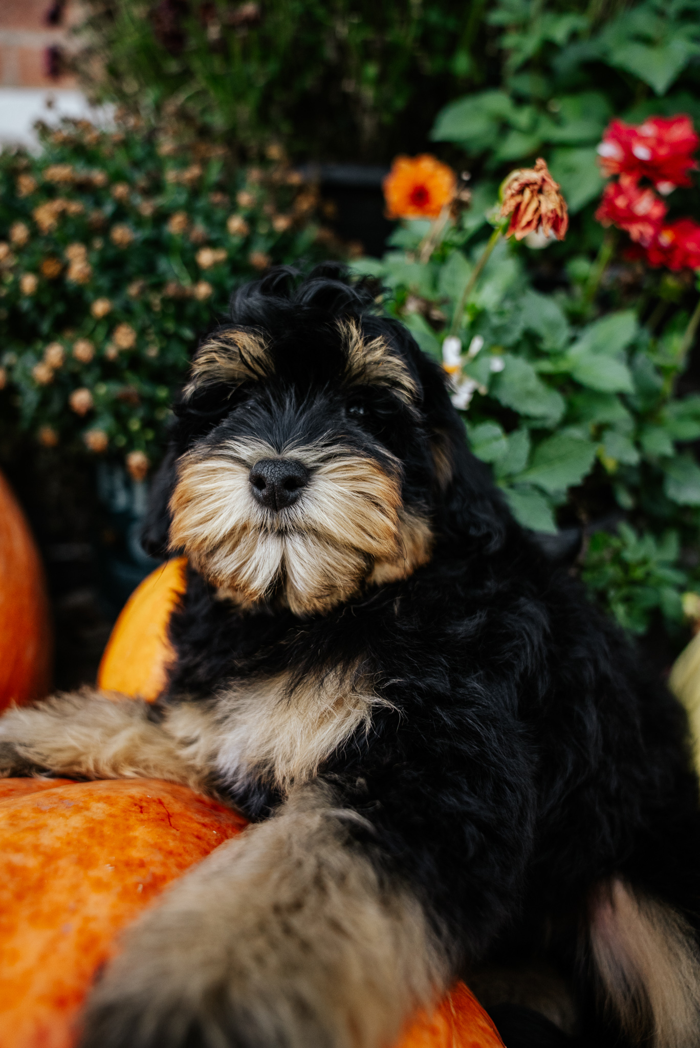 RuffNut, black and tan puppy