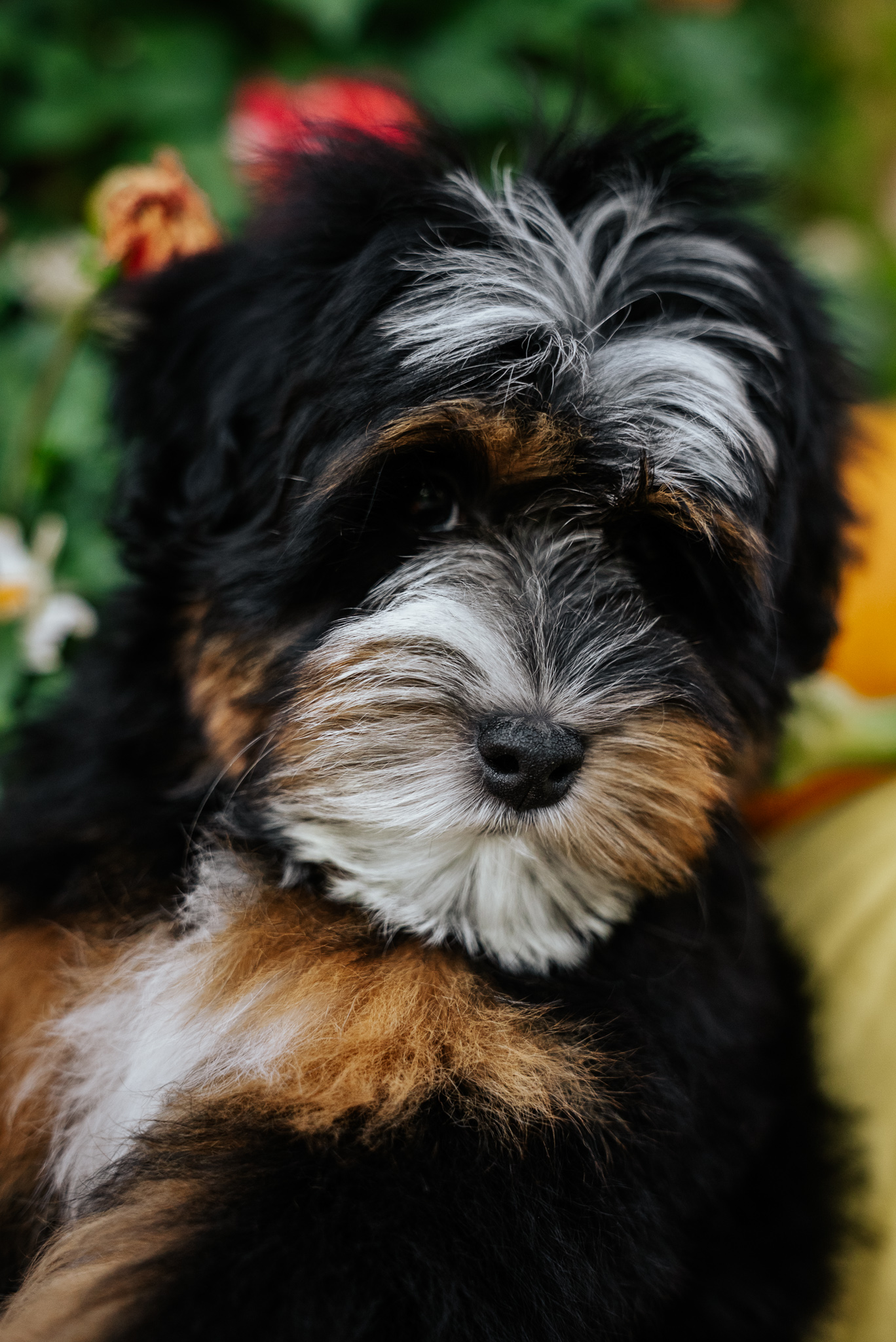 Hiccup photo 4
