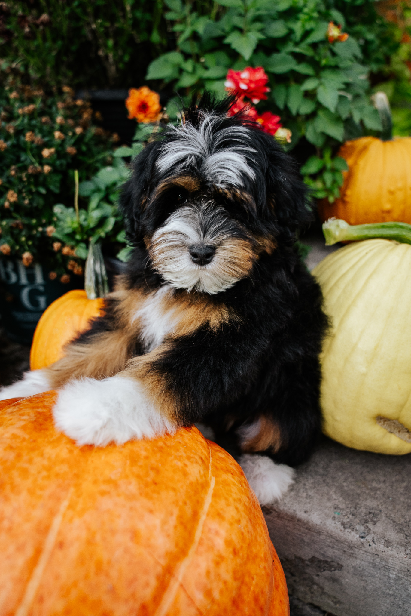 Hiccup, tri-color puppy