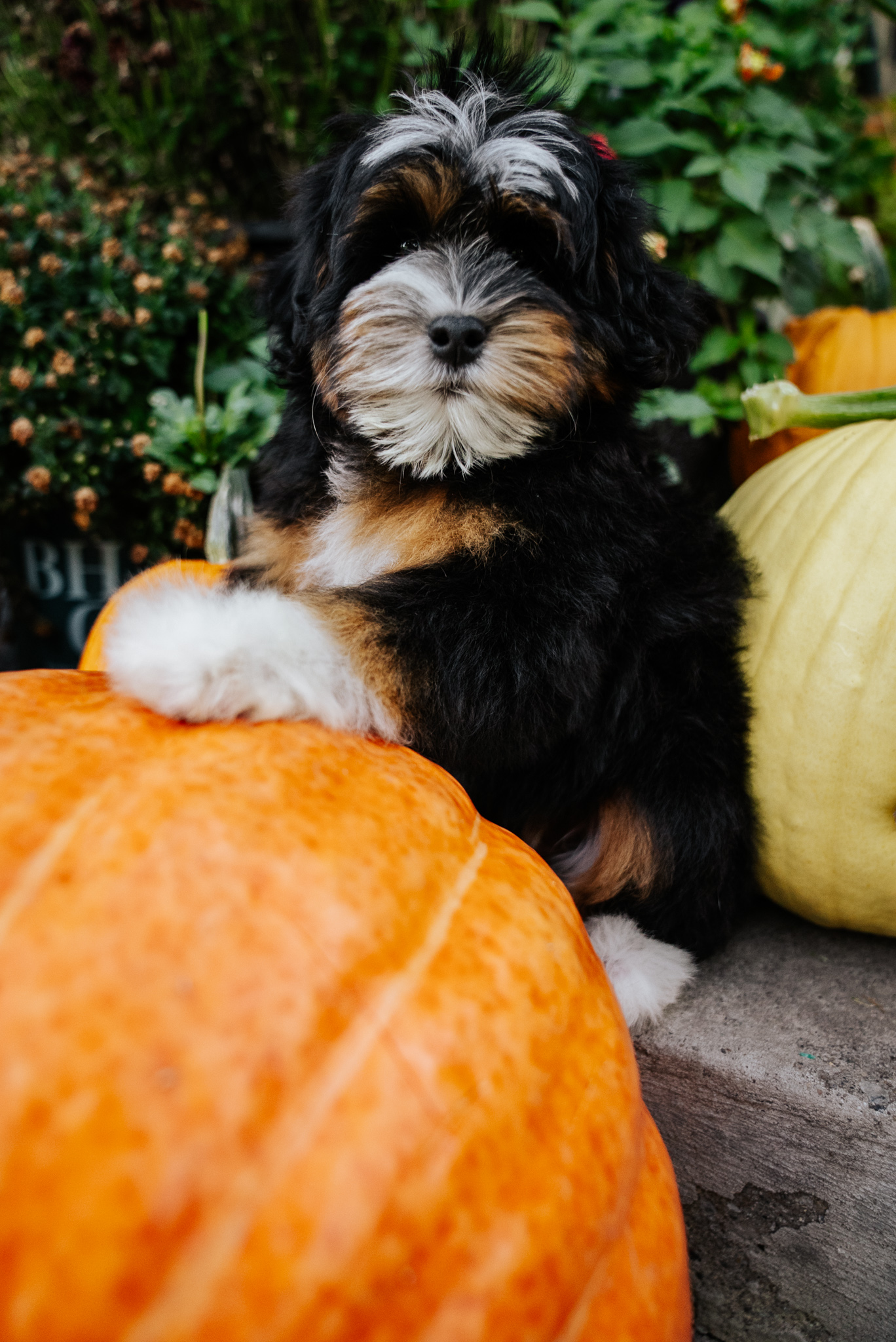 Hiccup photo 3
