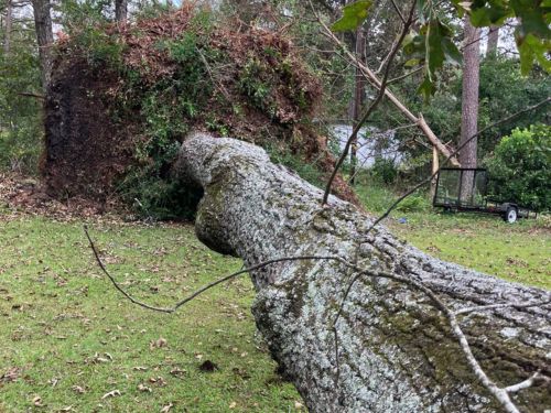 Stump Grinding 