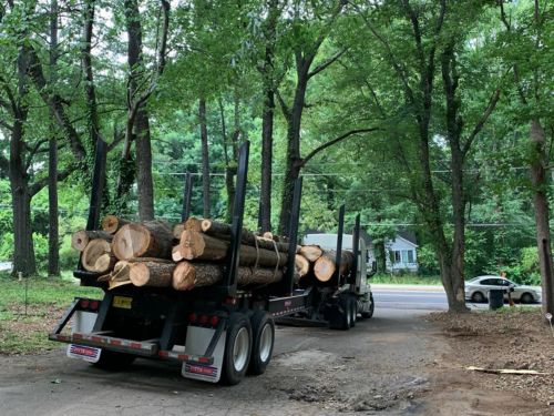 Tree Removal in Atlanta