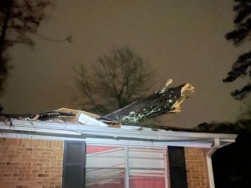  Tree Removal