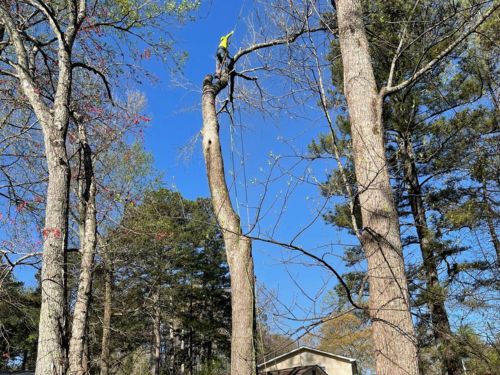 Gwinnett County Tree Removal