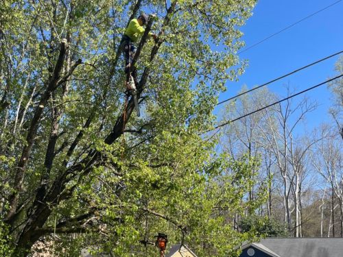  Tree Removal