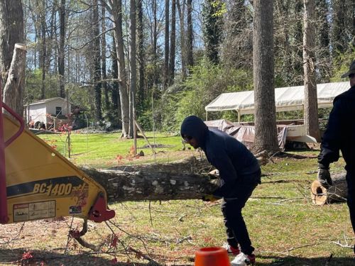 Gwinnett County Tree Removal