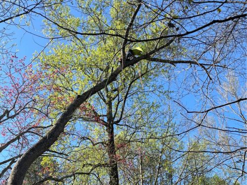 Atlanta Tree Removal
