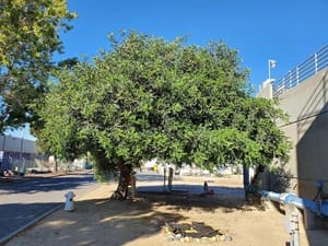 Irrigation & Turf in Pleasant Hill