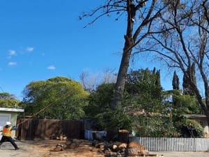 Tree Removal in Walnut Creek