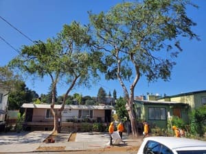 Landscape Maintenance in Pleasant Hill