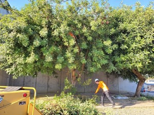 Tree Pruning in Walnut Creek