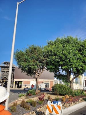 {{ custom_values.service_3 }} in {{custom_values.area_6})