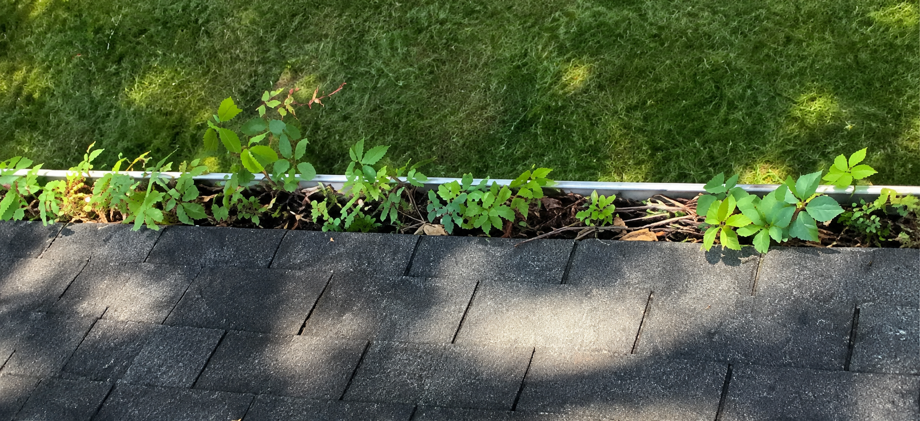 Plants growing inside a clogged gutter