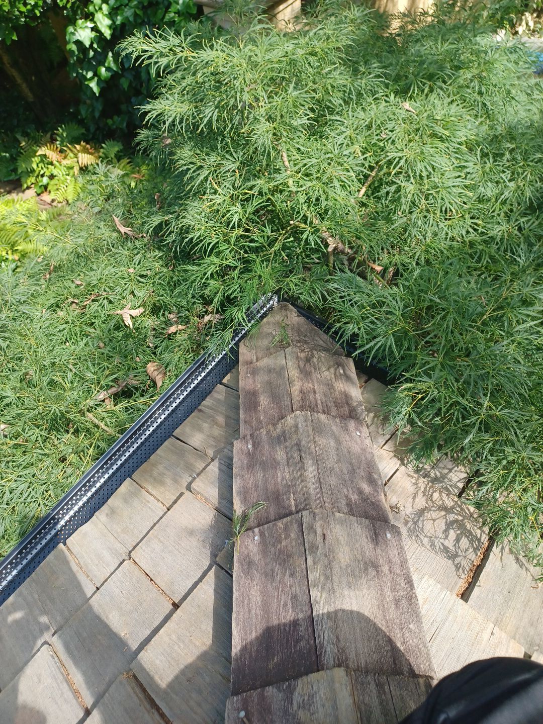 Overgrown shrub pressing against a guarded gutter line on a wood shake roof