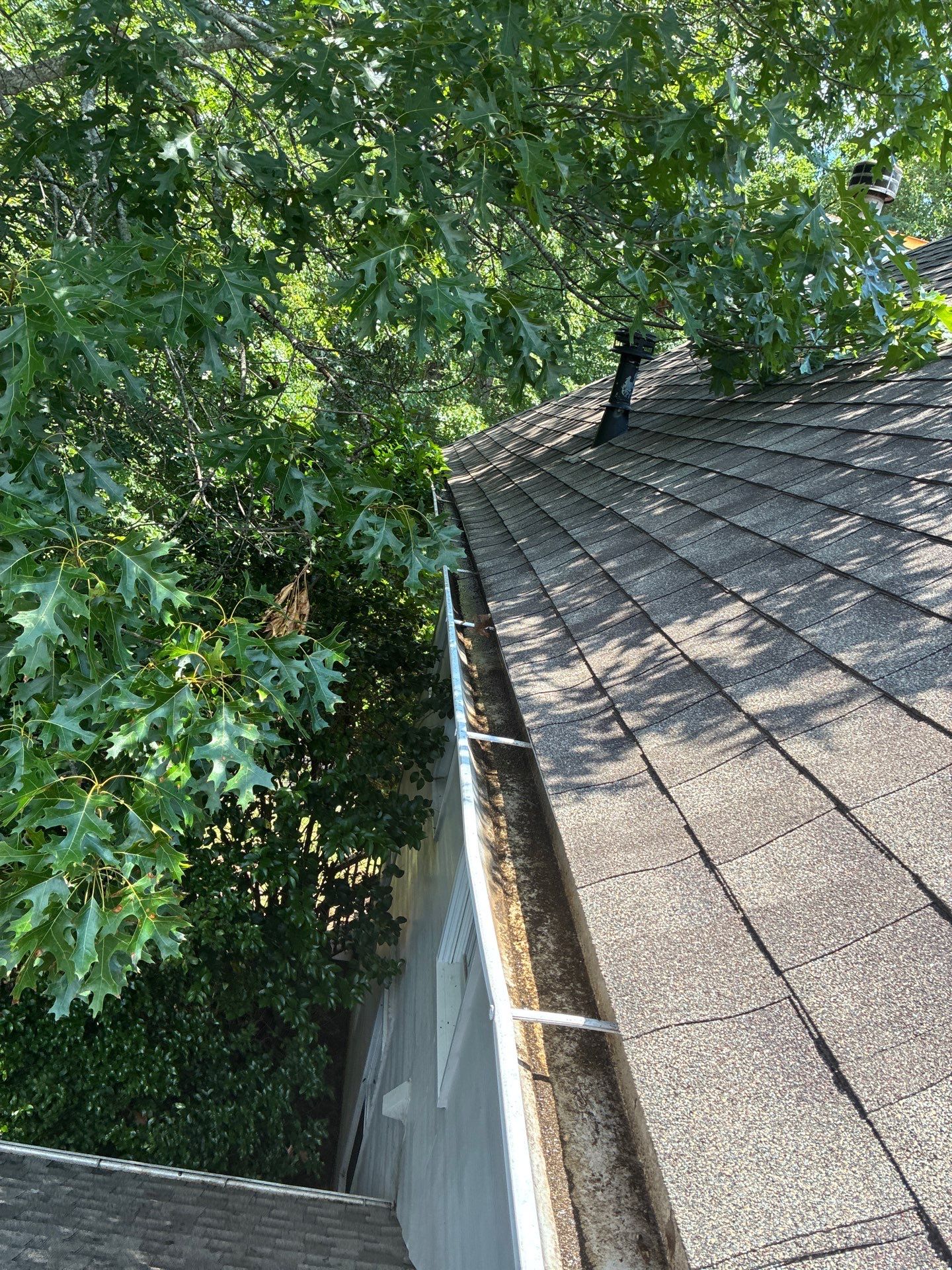Oak branches hanging directly over a gutter line dropping leaves into the run