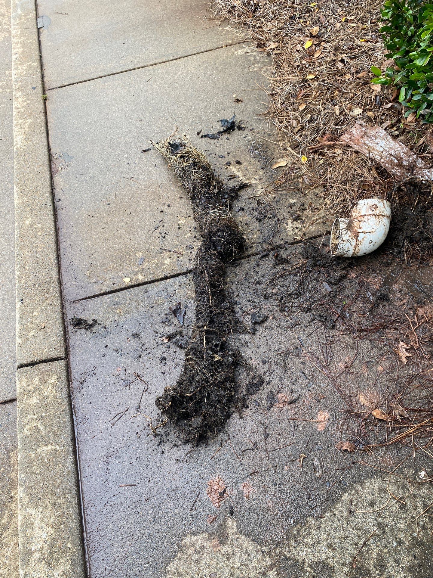Muck pulled from a drain line onto the sidewalk