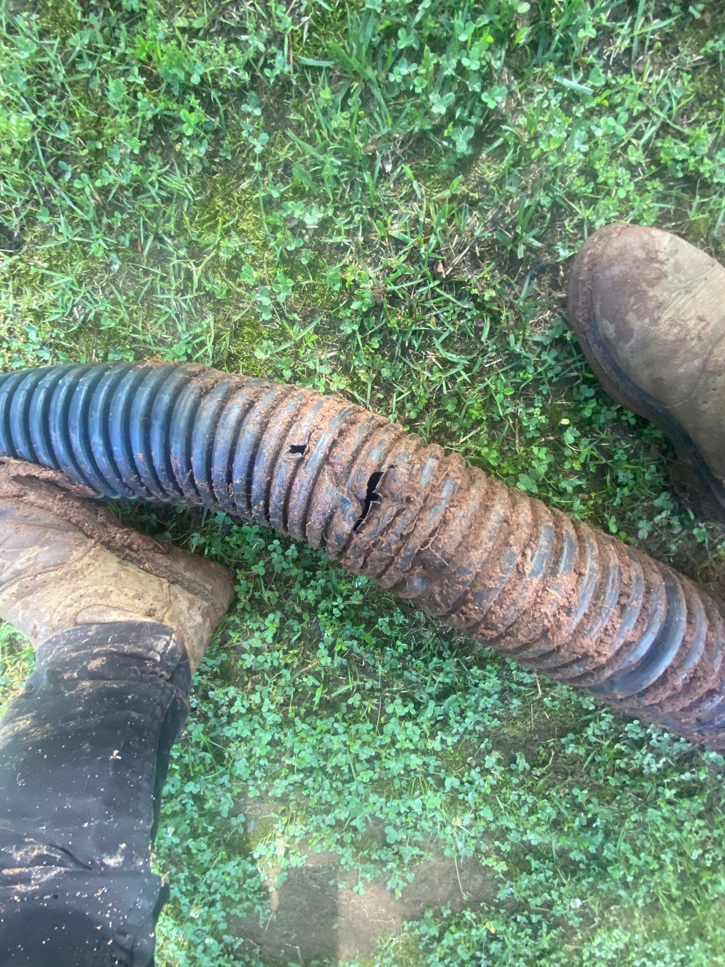 Corrugated drain pipe running through ground cover